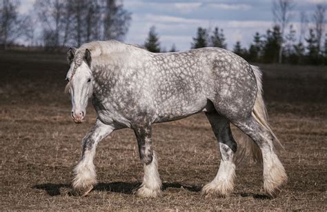 draft horse breeds commonly   work  pictures pet keen