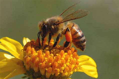 honey bees predators  life  bee
