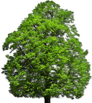 top tree png top tree transparent background page  freeiconspng