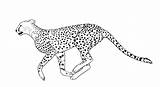 Cheetah Drawing Draw Coloring Easy Pages Drawings Kids Line Cub Running Clipart Outline Baby Face Print Cartoon Printable Animal Color sketch template