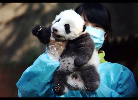 legit find  panda photo   huffington post
