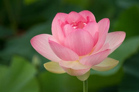 stages   lotus flower blooming  kenilworth aquatic gardens todd henson photography