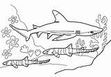 Mewarnai Hiu Anak Hewan Binatang Pemandangan Megalodon Kolase Kelas Lukisan Haiwan Lengkap Bagus Cara Coloringkids Lucu Seru Belajar Menarik Tk sketch template
