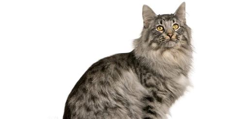 siberian cat breed complete guide az animals