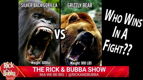 Silverback Gorilla Vs Grizzly Bear Fight Video