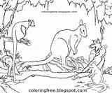 Coloring Pages Animals Australian Kangaroo Tree Outback Printable Colouring Kids Template Getcolorings Sketch sketch template