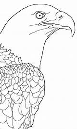 Bald Eagle Coloring Pages Netart sketch template