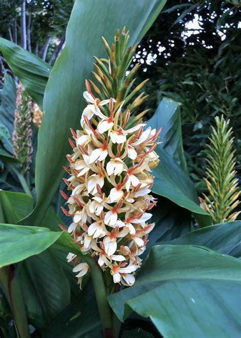 ornamental gingers weve admired    holiday  tropical