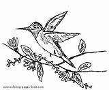Birds Coloring Pages sketch template