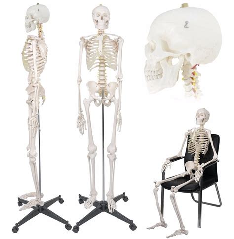 esqueleto humano modelo anatomico tamano adulto  metros  en mercado libre