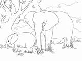 Sabana Elefante Africano Elefantes Colorare Elefanti Elephants sketch template