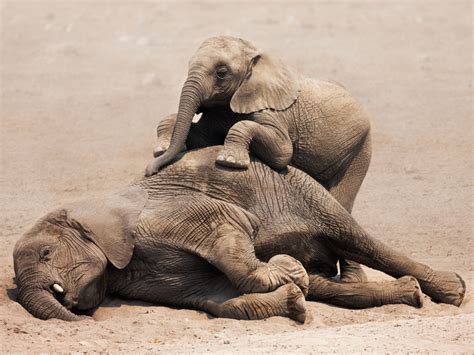 African Elephants Are Evolving To Not Grow Tusks Because Of Poachers