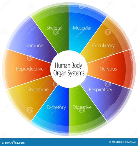 human body organ systems chart stock vector illustration  health