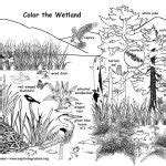 habitats biomes coloring nature animal habitats coloring pages
