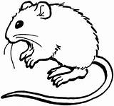 Rats Rat sketch template
