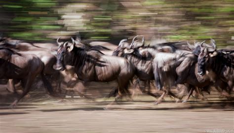 wildebeest stampede  burrard lucas