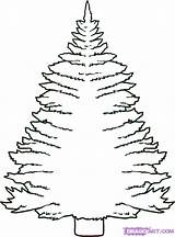 Pine Tree Coloring Draw Pages Step Drawing Sketch Christmas Trees Printable Kids Color Clipart Colouring Print Drawings Getdrawings Drawn Paintingvalley sketch template