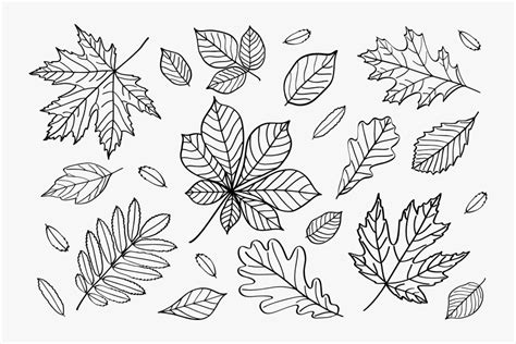 autumn leaves outlines outline fall leaves clip art hd png