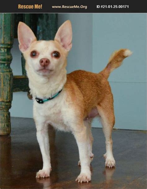 Adopt 21012500171 ~ Chihuahua Rescue ~ San Antonio Tx