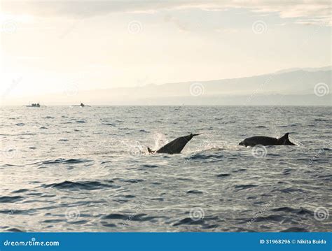 delphine im pazifischen ozean stockfoto bild von asien landschaft