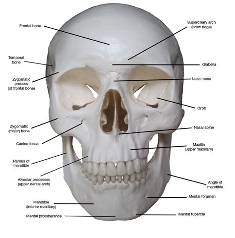 kreated  krause artistic anatomy part  frontal skull bones