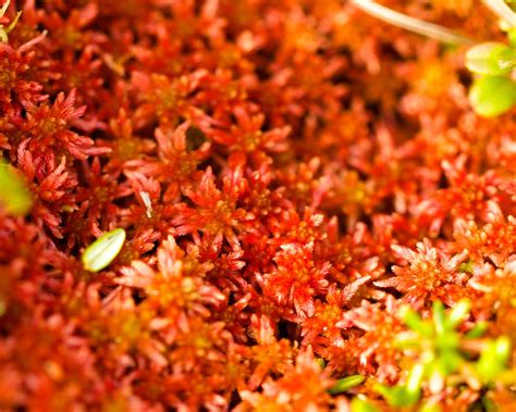 red sphagnum moss sphagnum red sphagnum moss sphagnum flickr