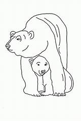 Polar Bear Coloring Baby Pages Protecting Her Popular Coloringhome sketch template