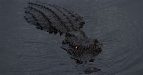 alligators   sewers