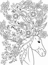 Adulte Cheval Sublime Colouring Primanyc Erwachsene sketch template