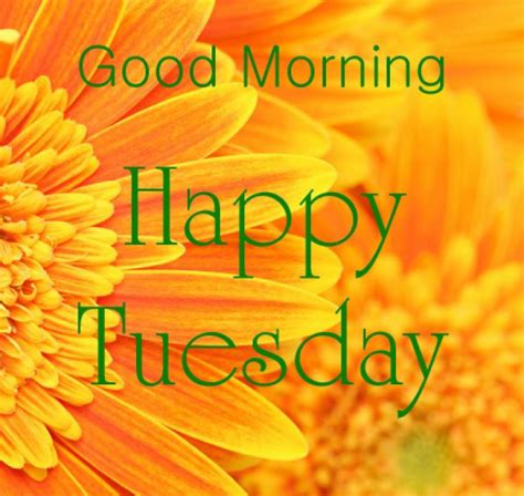 good morning happy tuesday image pictures   images