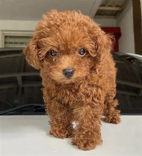 teacup poodle full grown adult size age fully grown