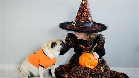 halloween costume ideas  kids  pets  youll