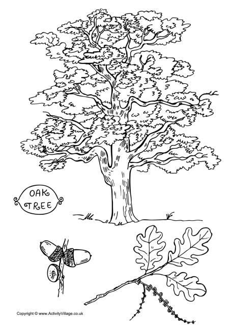 st grade social studies lesson  united states tree coloring page