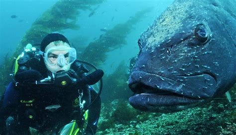 Submit Your Photos To The Facebook For Giant Sea Bass Futurity