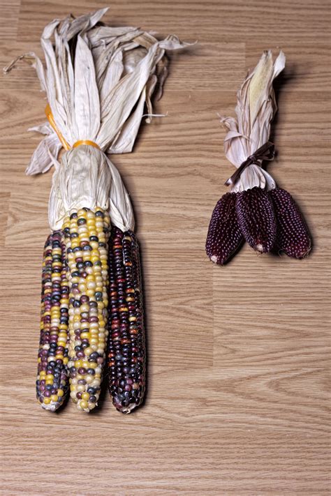 photo corn brown crops farm   jooinn