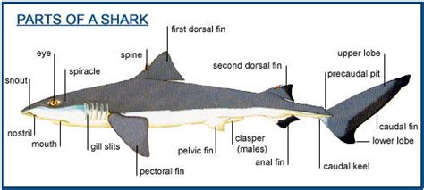 shark biology