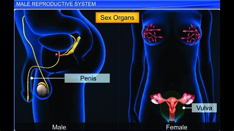 cbse class 12 biology human reproduction 1 male reproductive system youtube