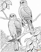Coloring Hawks Hawk Pages Animals Perched Two Supercoloring Birds Piglets Scorpion Pigs sketch template