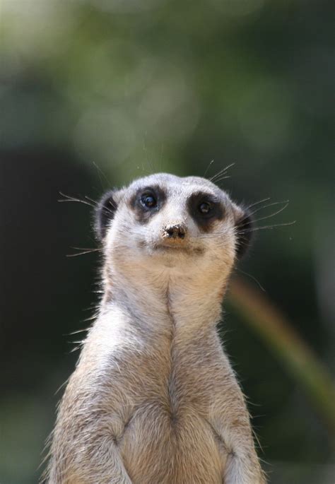nosey meerkat    staring  peasap flickr