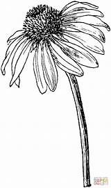 Coneflower Echinacea Blomster Purpurea Dessin Coneflowers Tegning Supercoloring Crafts Blanc Fleur Designlooter Hibiscus Coloriage Tegnede Rudbeckia Skitser Plante Malede Printbare sketch template