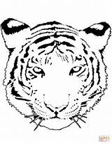 Tigre Disegno Zum Ausmalen Tigers Sabertooth Supercoloring Cuccioli Matita Hobi Albanysinsanity sketch template