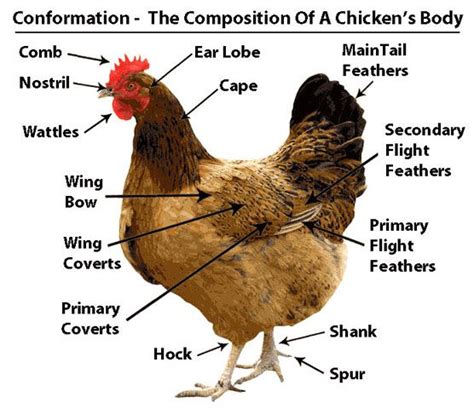chicken anatomy  chicken  pinterest