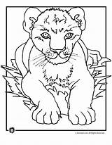 Coloring Pages Lion Cub Cubs Printable Kids Cute Lions Animal Realistic Print Cartoon Roaring Drawing Bestcoloringpagesforkids Sketch King Family Live sketch template