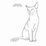 Abyssinian Cat Coloring Color Drawings Own Pages Line Webdesign Website sketch template