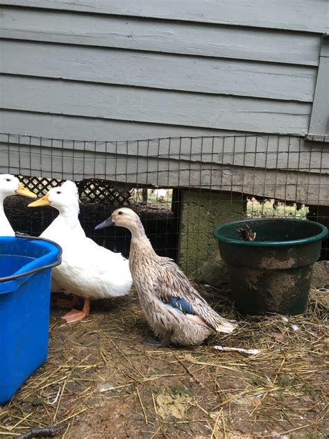 Ascites In Chickens And Ducks Water Belly Backyard
