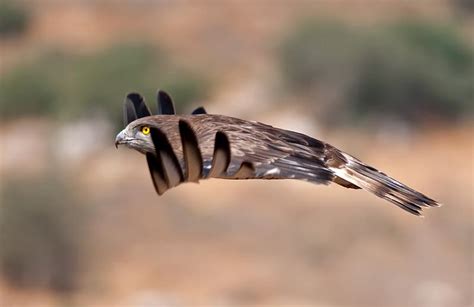 Amazing Exotic Bird On The Fly ~ Uniq Worlds