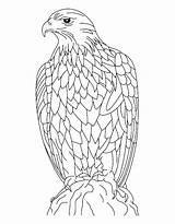 Eagle Coloring Pages Golden Eagles Falcon Printable Peregrine Philadelphia Feather Color Adults Silent Flying Cartoon Kids Drawing Getcolorings Print Harpy sketch template