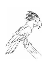 Cockatoo Coloring Palm Pages Cockatoos Printable Drawing Supercoloring Categories sketch template