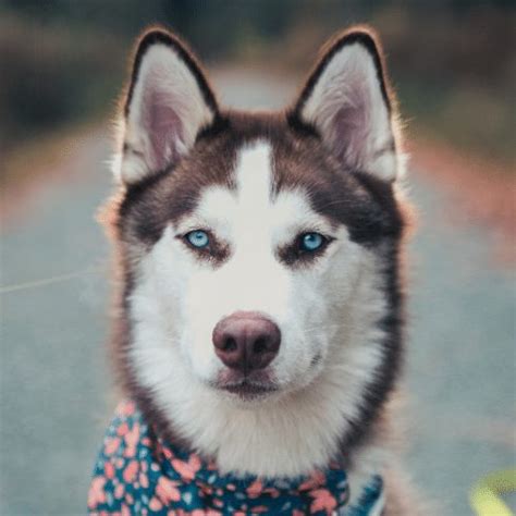 types  husky dog  appearance temperament origin