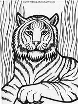 Coloring Pages Kids Tiger Lion Sheets Animal Colouring sketch template